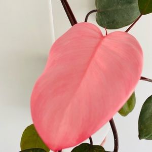 Pink princess philodendron Cutting 5 Leaves